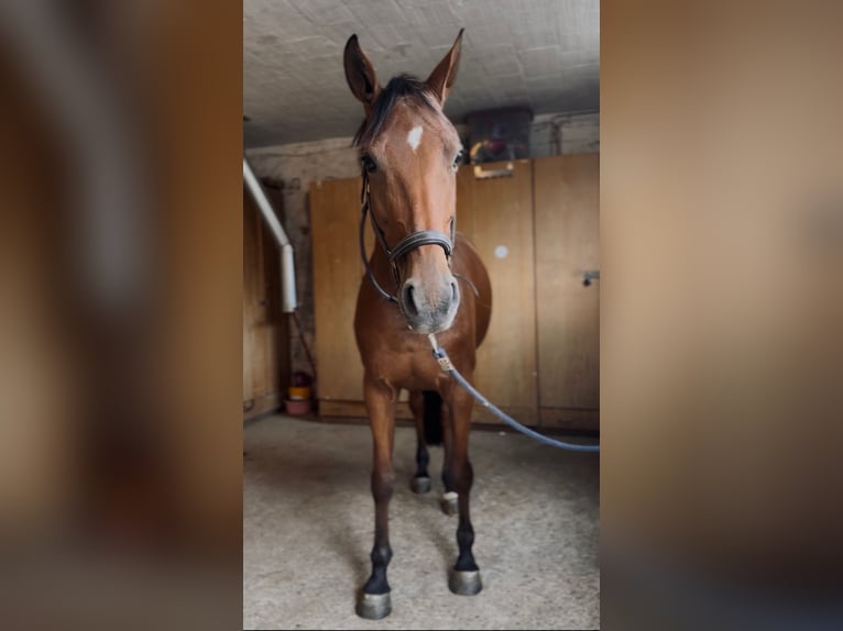 Hannoveraner Stute 7 Jahre 165 cm Brauner in Guxhagen