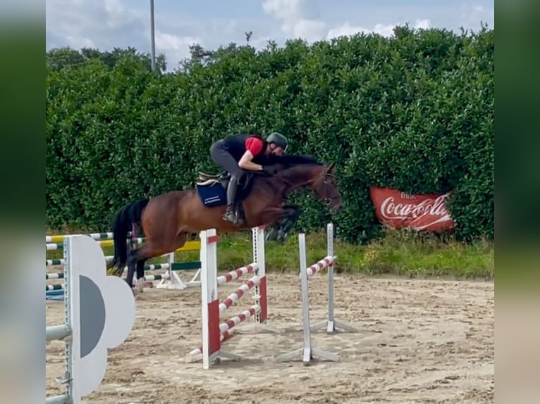 Hannoveraner Stute 7 Jahre 165 cm Brauner in Schwanewede