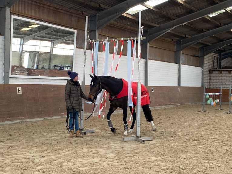 Hannoveraner Stute 7 Jahre 165 cm Dunkelbrauner in Issum