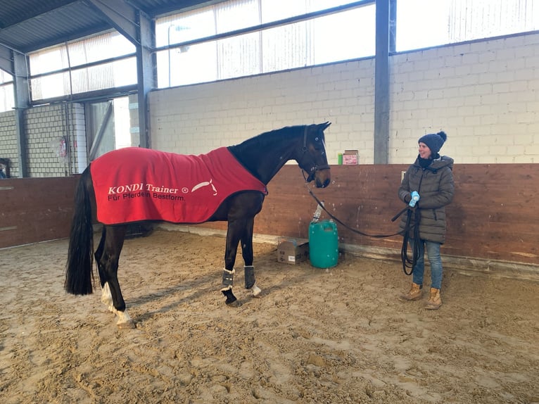 Hannoveraner Stute 7 Jahre 165 cm Dunkelbrauner in Issum