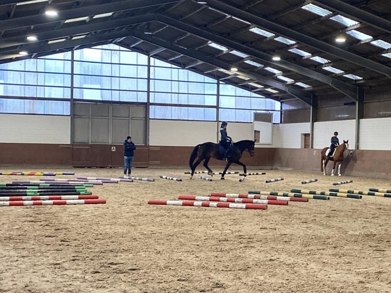 Hannoveraner Stute 7 Jahre 165 cm Dunkelbrauner in Issum