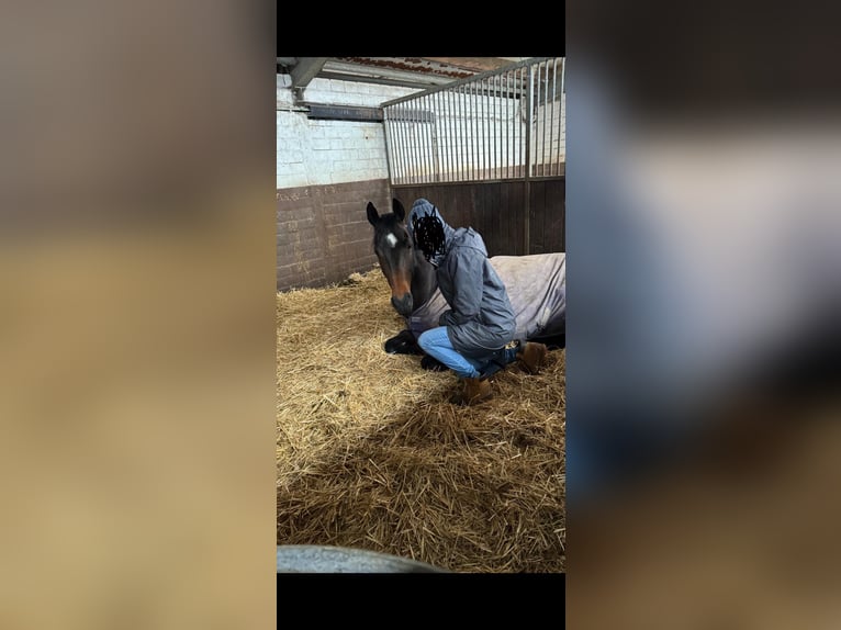Hannoveraner Stute 7 Jahre 165 cm Dunkelbrauner in Issum