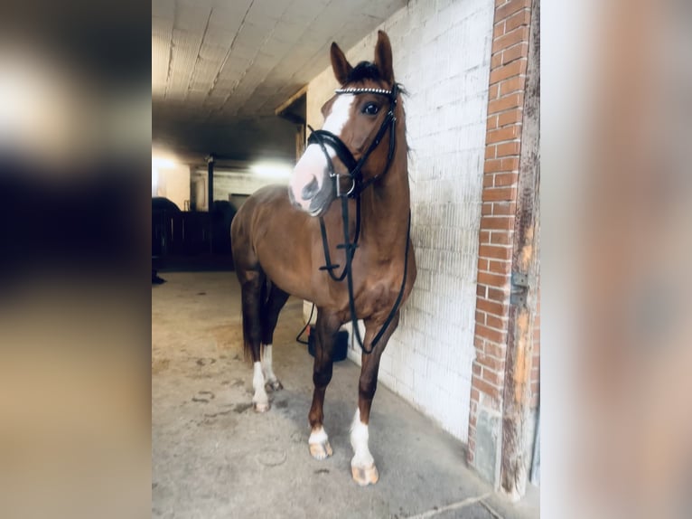 Hannoveraner Stute 7 Jahre 165 cm Dunkelfuchs in Niederwangen b. Bern