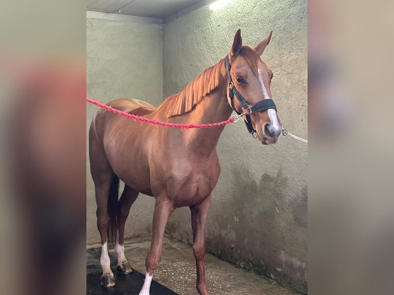 Hannoveraner Stute 7 Jahre 165 cm Dunkelfuchs in Rethymno