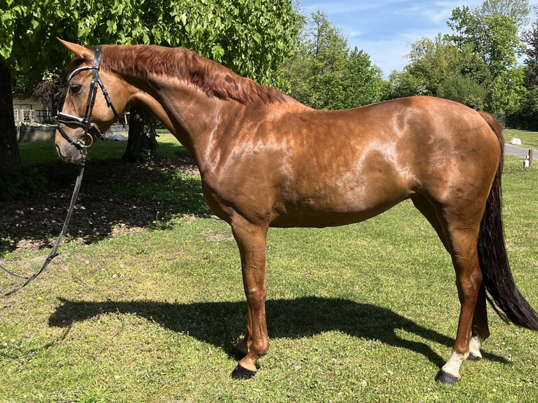 Hannoveraner Stute 7 Jahre 165 cm Fuchs in Hamm