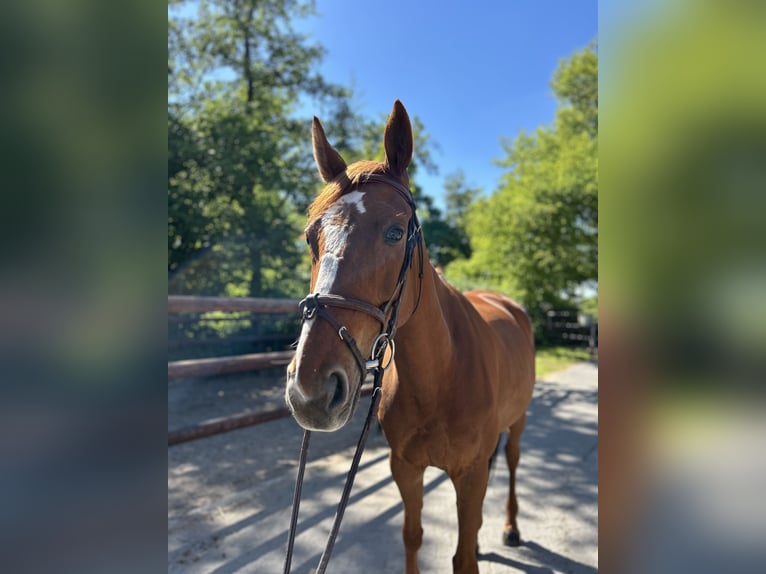 Hannoveraner Stute 7 Jahre 165 cm Fuchs in Langenfeld