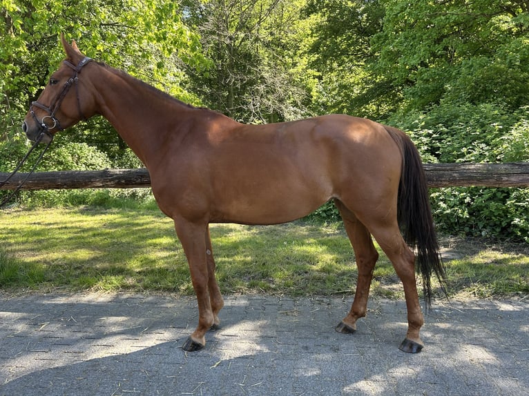 Hannoveraner Stute 7 Jahre 165 cm Fuchs in Langenfeld