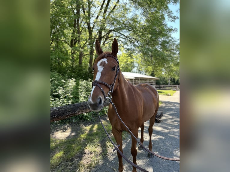 Hannoveraner Stute 7 Jahre 165 cm Fuchs in Langenfeld