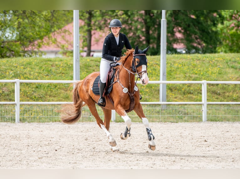 Hannoveraner Stute 7 Jahre 165 cm Fuchs in Cottbus
