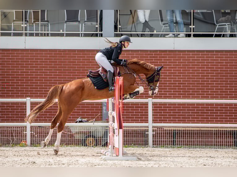Hannoveraner Stute 7 Jahre 165 cm Fuchs in Cottbus