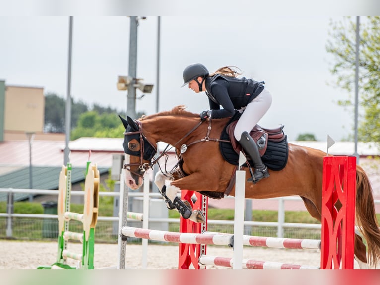 Hannoveraner Stute 7 Jahre 165 cm Fuchs in Cottbus