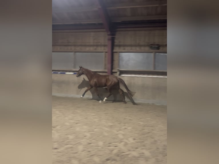 Hannoveraner Stute 7 Jahre 165 cm Fuchs in Markgröningen