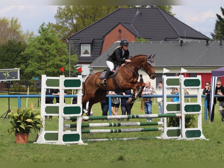 Hannoveraner Stute 7 Jahre 165 cm Fuchs in Calau