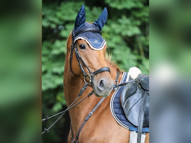 Hannoveraner Stute 7 Jahre 165 cm Fuchs in Calau