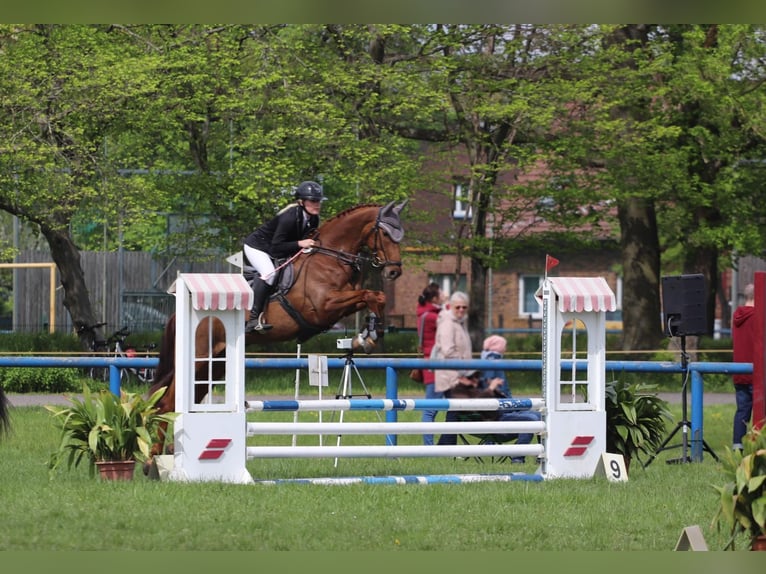 Hannoveraner Stute 7 Jahre 165 cm Fuchs in Calau
