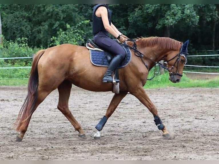 Hannoveraner Stute 7 Jahre 165 cm Fuchs in Calau