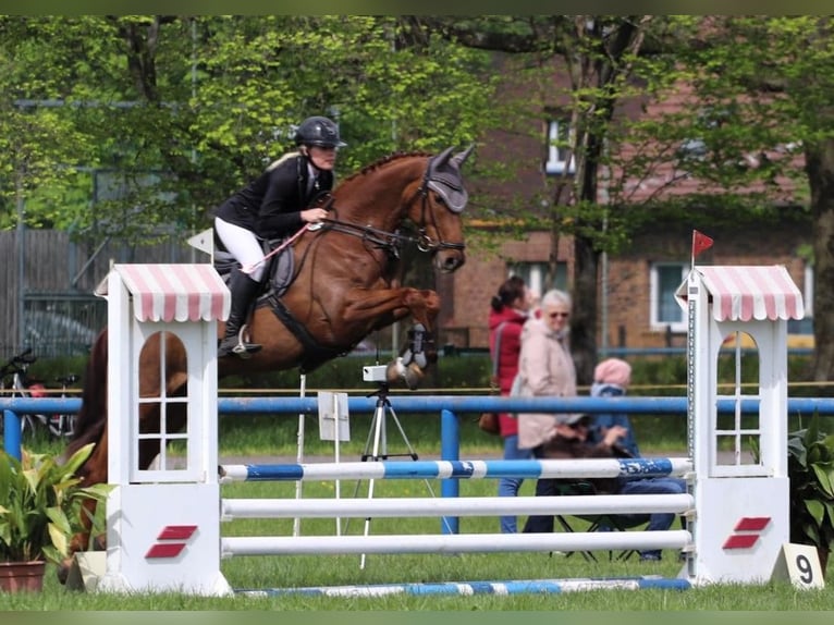 Hannoveraner Stute 7 Jahre 165 cm Fuchs in Calau