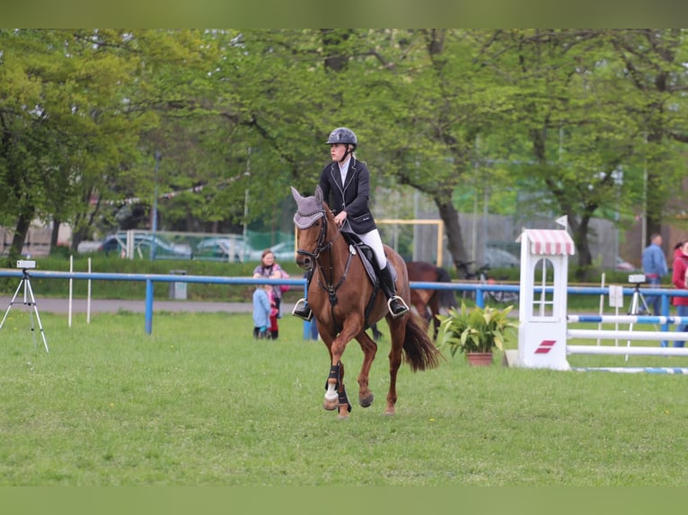 Hannoveraner Stute 7 Jahre 165 cm Fuchs in Calau