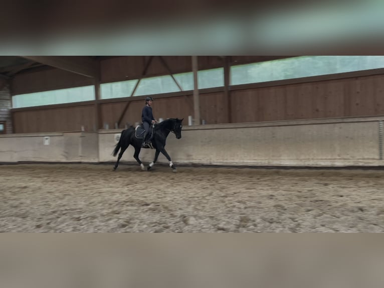 Hannoveraner Stute 7 Jahre 165 cm Rappe in Hetschburg