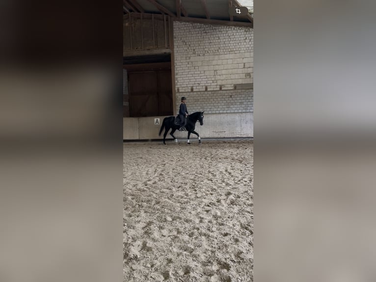 Hannoveraner Stute 7 Jahre 165 cm Rappe in Hetschburg