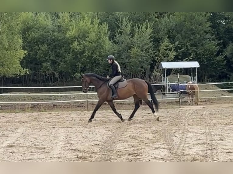 Hannoveraner Stute 7 Jahre 166 cm Brauner in Windhagen