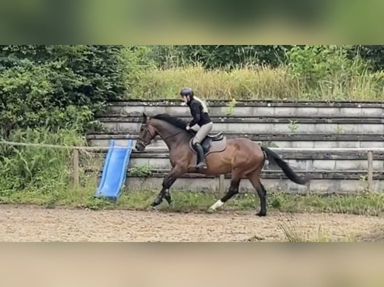 Hannoveraner Stute 7 Jahre 166 cm Brauner in Windhagen