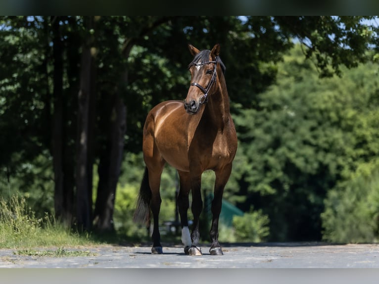 Hannoveraner Stute 7 Jahre 166 cm Brauner in Windhagen