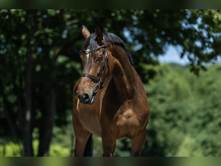 Hannoveraner Stute 7 Jahre 166 cm Brauner in Windhagen