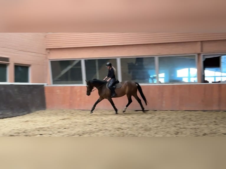 Hannoveraner Stute 7 Jahre 166 cm Brauner in Windhagen