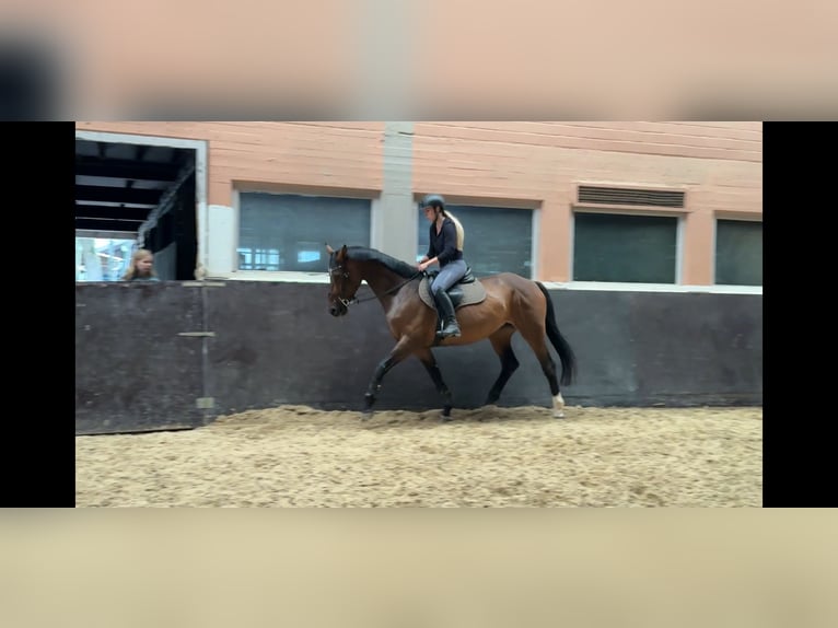 Hannoveraner Stute 7 Jahre 166 cm Brauner in Windhagen