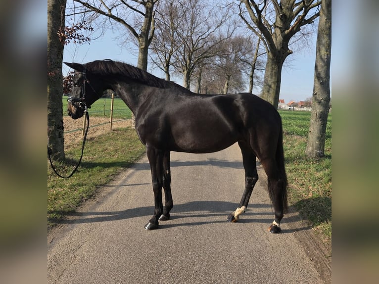 Hannoveraner Stute 7 Jahre 166 cm Dunkelbrauner in Koningsbosch