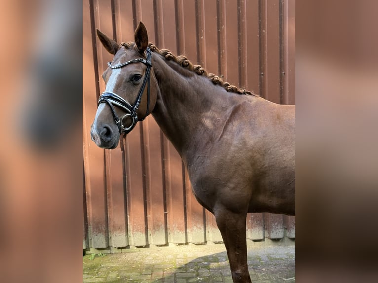 Hannoveraner Stute 7 Jahre 166 cm Dunkelfuchs in Langen