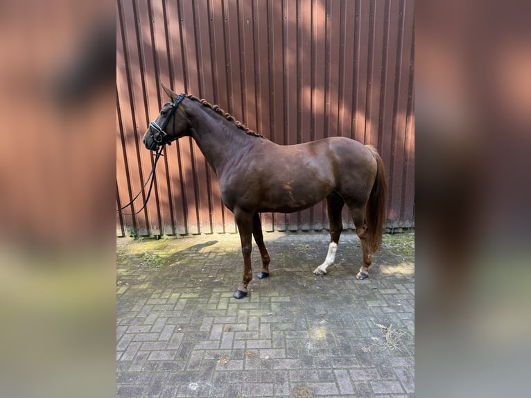 Hannoveraner Stute 7 Jahre 166 cm Dunkelfuchs in Langen