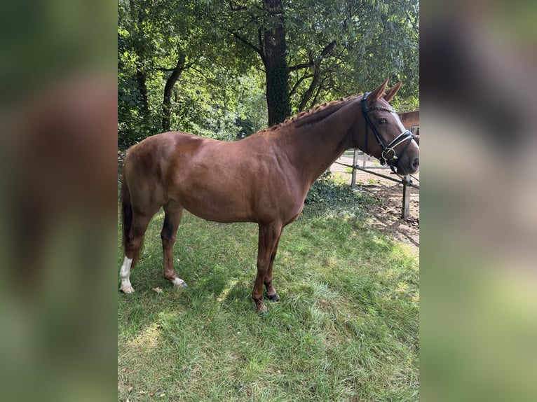 Hannoveraner Stute 7 Jahre 166 cm Dunkelfuchs in Langen