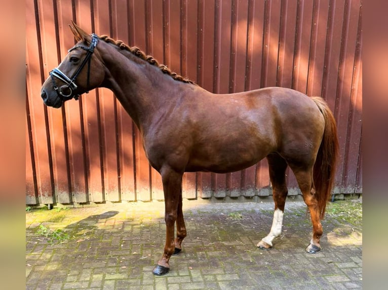 Hannoveraner Stute 7 Jahre 166 cm Dunkelfuchs in Langen
