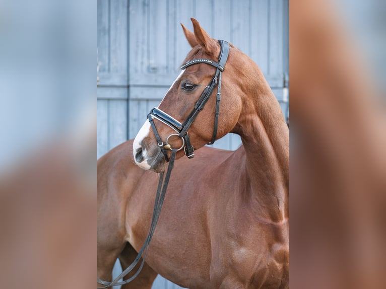 Hannoveraner Stute 7 Jahre 166 cm Dunkelfuchs in Riesa