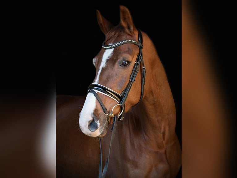 Hannoveraner Stute 7 Jahre 166 cm Dunkelfuchs in Riesa