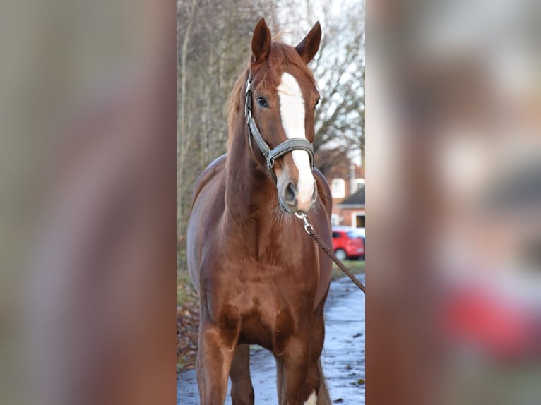 Hannoveraner Stute 7 Jahre 166 cm Dunkelfuchs in Bordesholm