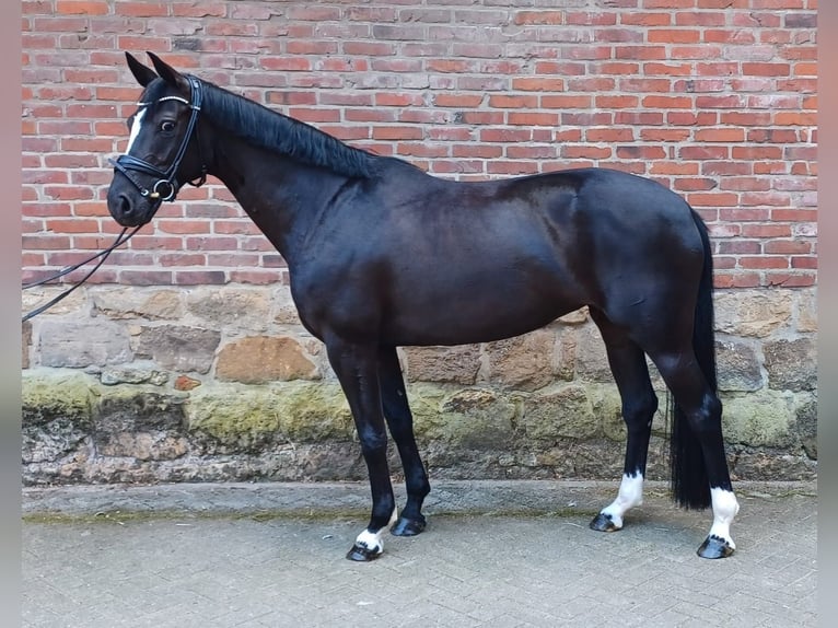 Hannoveraner Stute 7 Jahre 166 cm Rappe in Spelle