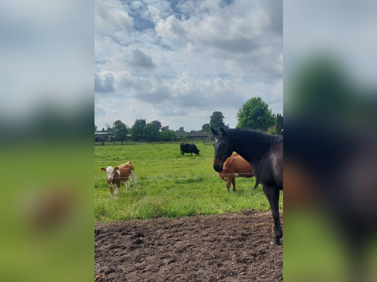 Hannoveraner Stute 7 Jahre 166 cm Schwarzbrauner in Uetze