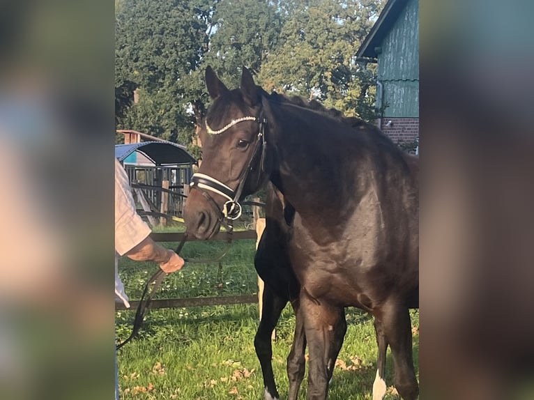Hannoveraner Stute 7 Jahre 166 cm Schwarzbrauner in Kranenburg