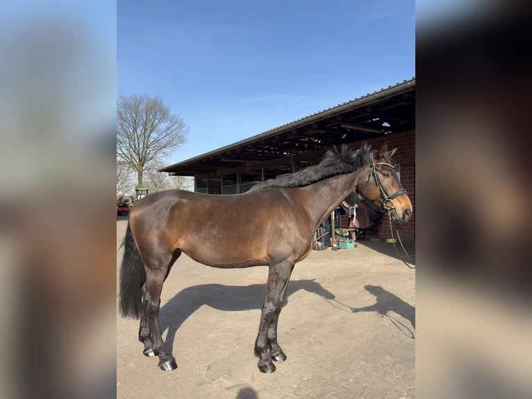 Hannoveraner Stute 7 Jahre 167 cm Brauner in Radbruch