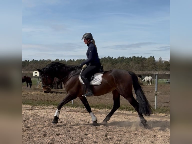 Hannoveraner Stute 7 Jahre 167 cm Brauner in Radbruch