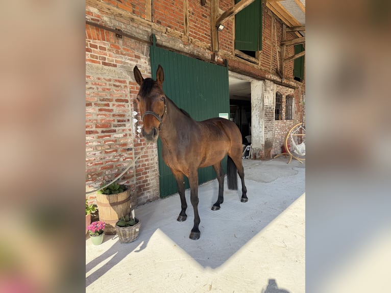 Hannoveraner Stute 7 Jahre 167 cm Brauner in Querenhorst
