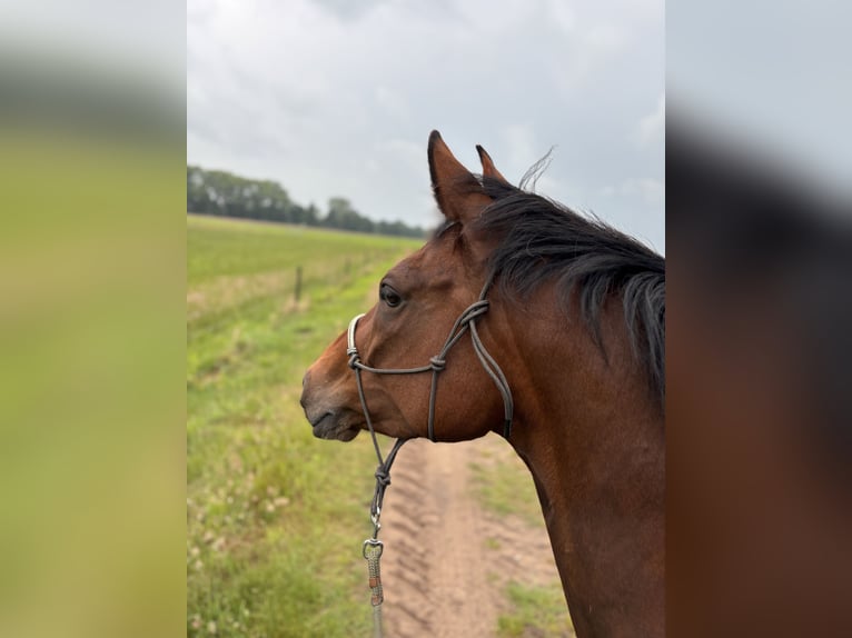 Hannoveraner Stute 7 Jahre 167 cm Brauner in Worpswede