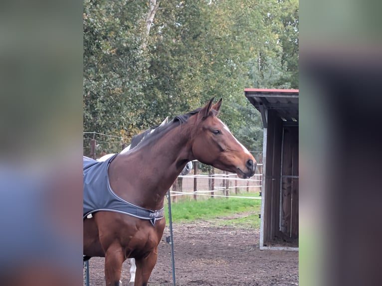 Hannoveraner Stute 7 Jahre 167 cm Brauner in Worpswede