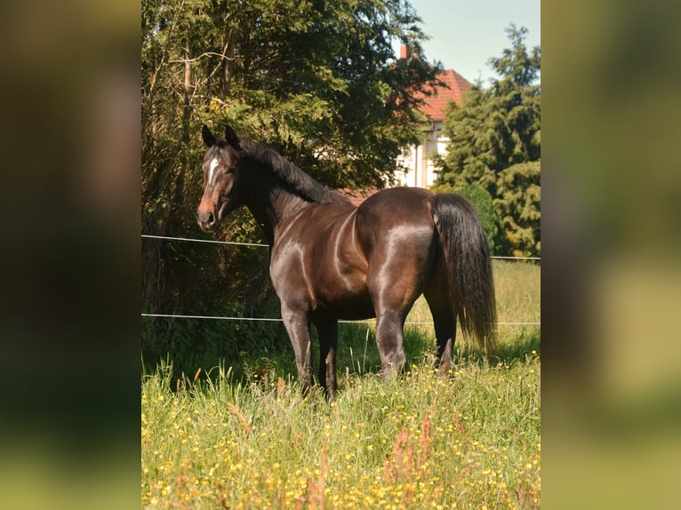 Hannoveraner Stute 7 Jahre 167 cm Dunkelbrauner in Liepgarten