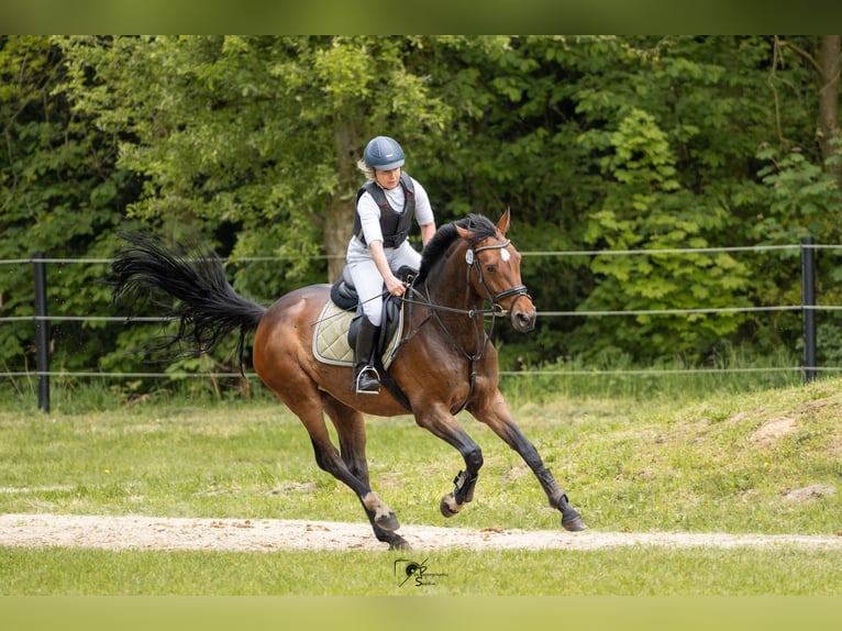 Hannoveraner Stute 7 Jahre 167 cm Dunkelbrauner in Ibbenbüren