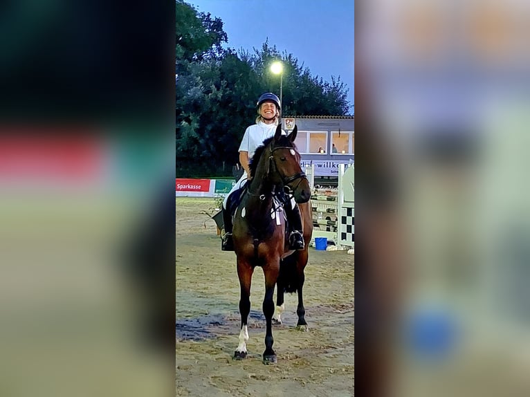 Hannoveraner Stute 7 Jahre 167 cm Dunkelbrauner in Ibbenbüren