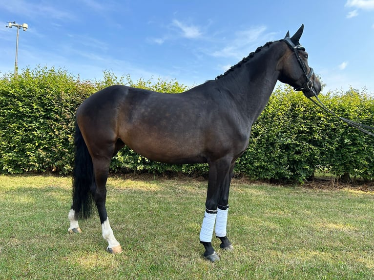 Hannoveraner Stute 7 Jahre 167 cm Dunkelbrauner in Villingen-Schwenningen